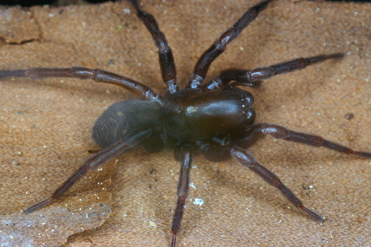Aranha-teia-de-funil de Sydney