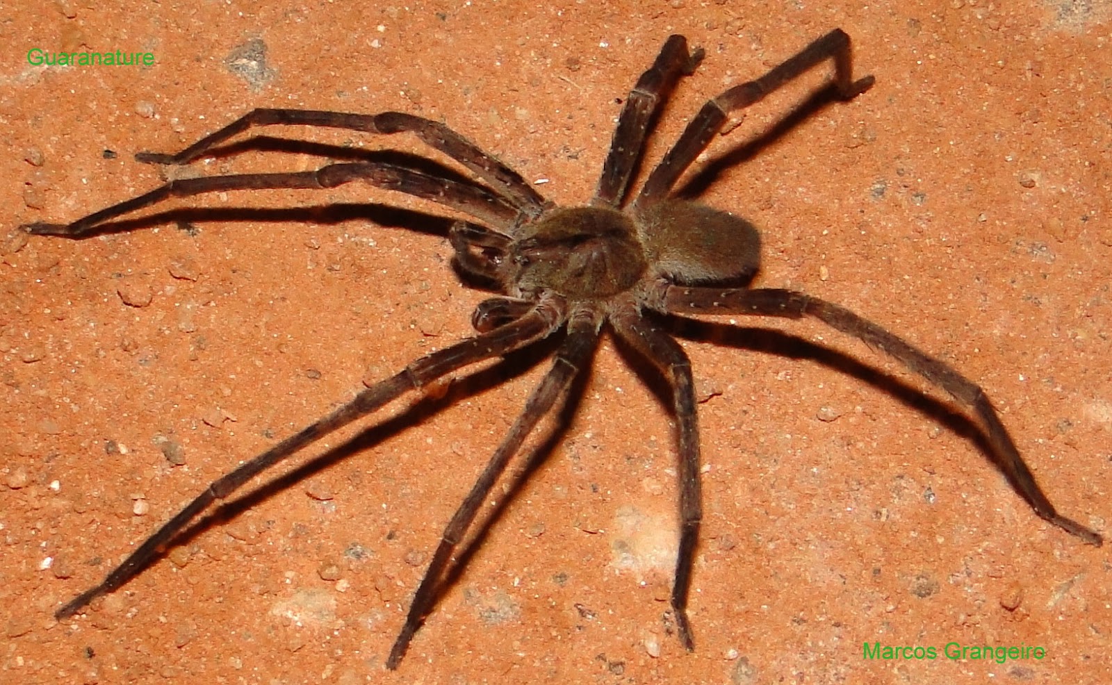 Aranha Armadeira do Brasil