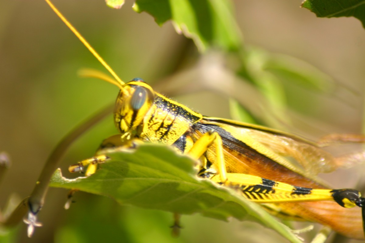 As 10 fobias mais comuns Insectofobia