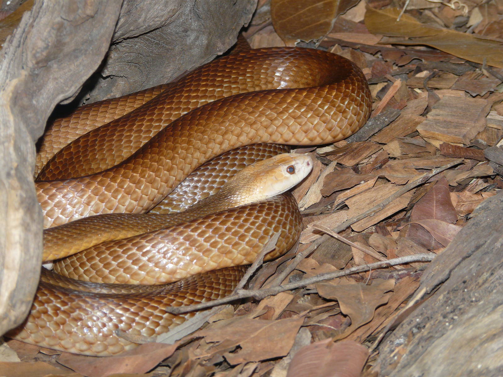 Cobra Taipan terrestre