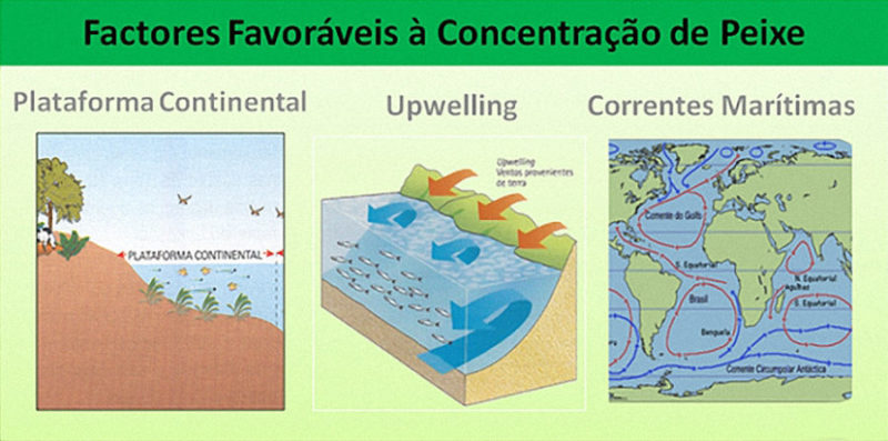 Portugal tem o Melhor Peixe do Mundo Portugal tem o Melhor Peixe do Mundo