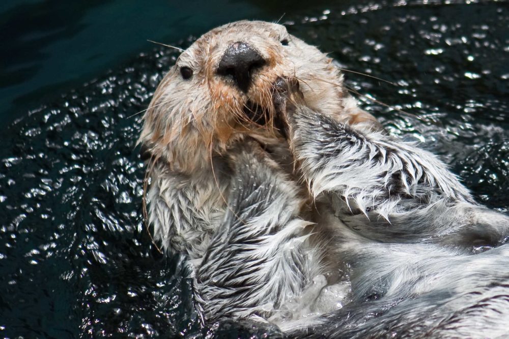 Oceanário de Lisboa eleito o melhor do mundo Oceanário de Lisboa eleito o melhor do mundo