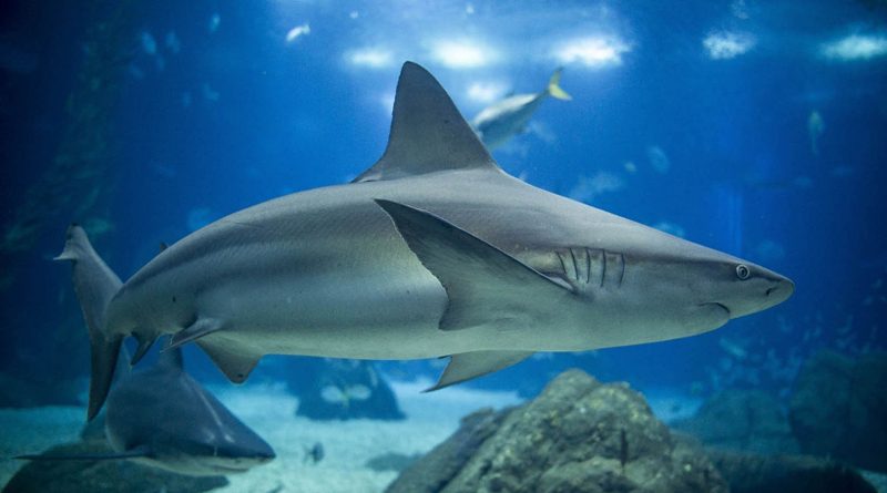Oceanário de Lisboa eleito o melhor do mundo