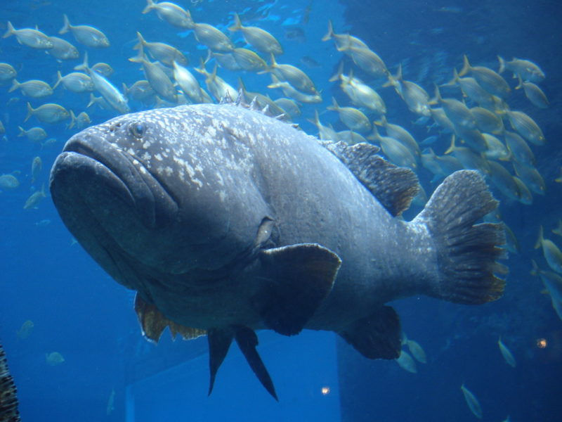 Oceanário de Lisboa eleito o melhor do mundo