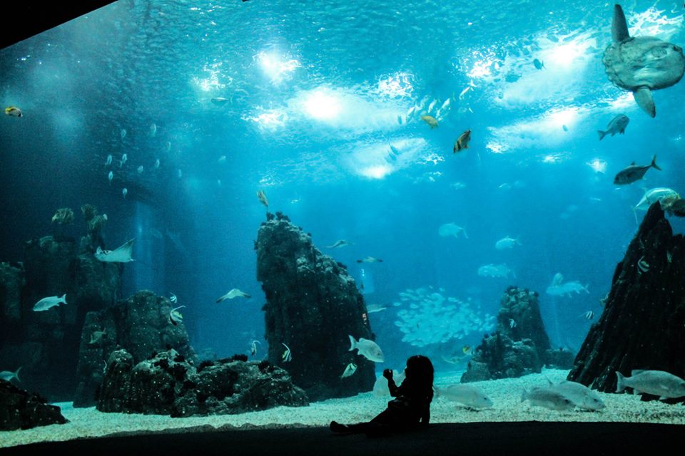Oceanário de Lisboa eleito o melhor do mundo