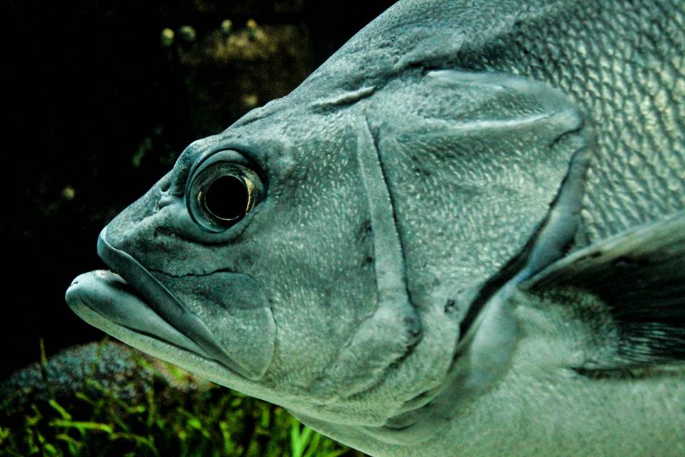 Oceanário de Lisboa eleito o melhor do mundo