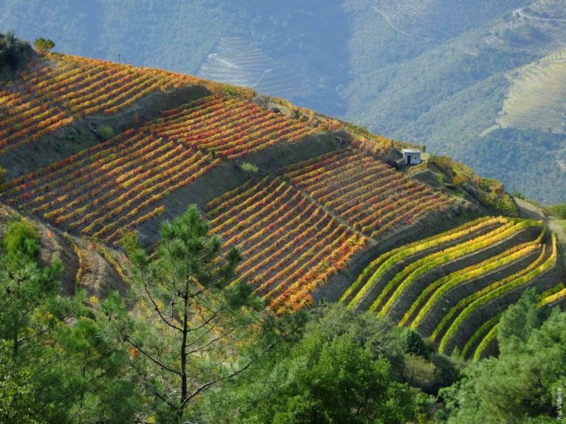 Sabe como se faz o vinho do Porto? Sabe como se faz o vinho do Porto?