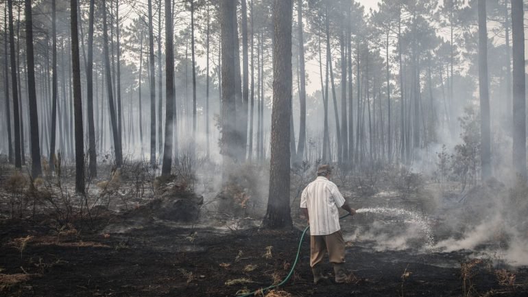 Grande incêndio do Pinhal de Leiria terá sido planeado secretamente entre madeireiros