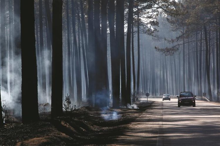 Grande incêndio do Pinhal de Leiria terá sido planeado secretamente entre madeireiros