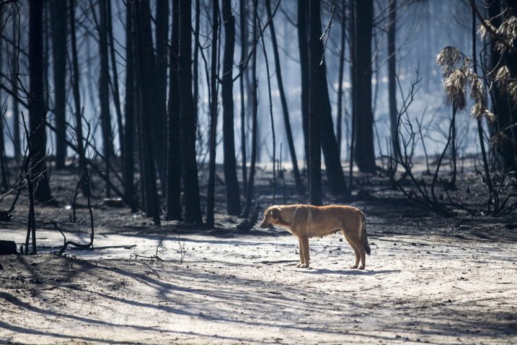 Grande incêndio do Pinhal de Leiria terá sido planeado secretamente entre madeireiros