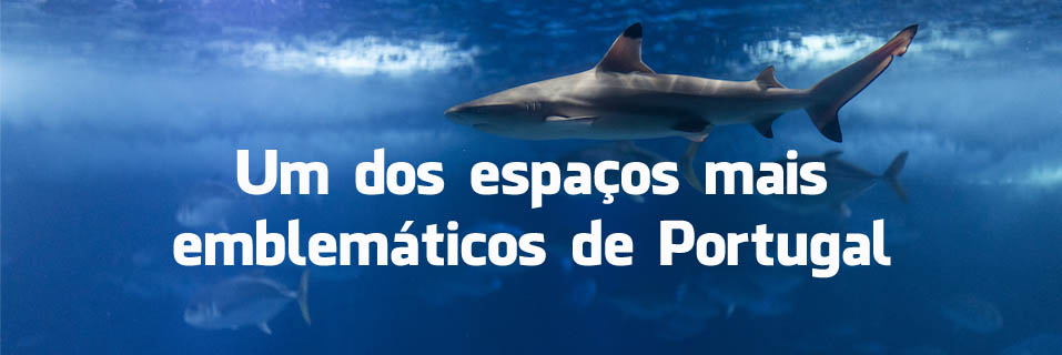 O que dizem os turistas sobre o Oceanário de Lisboa O que dizem os turistas sobre o Oceanário de Lisboa