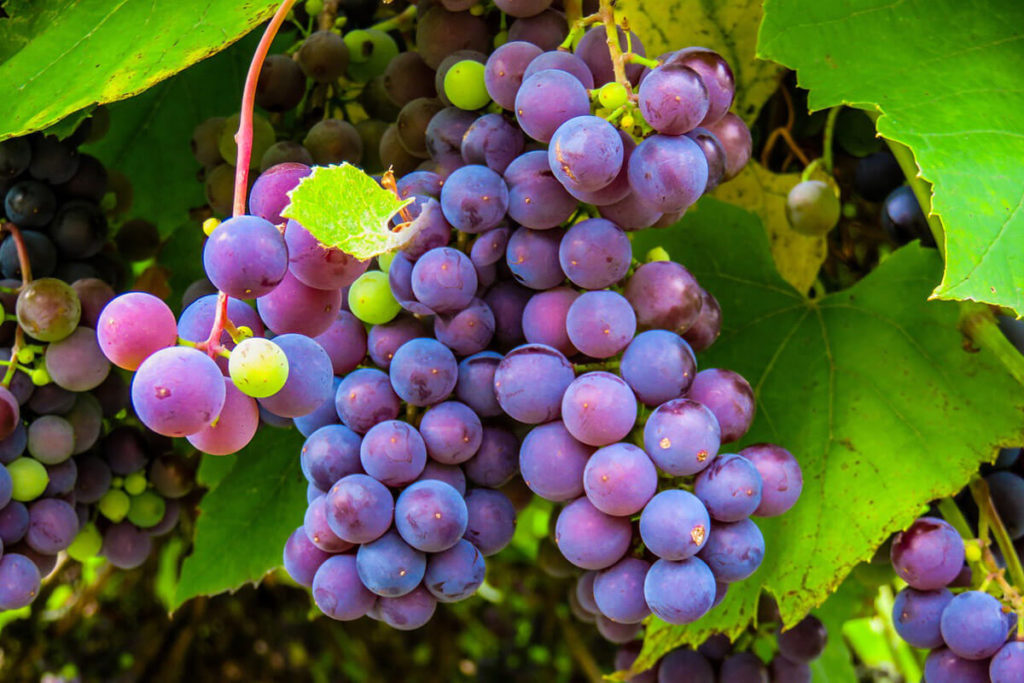 3 Deliciosas Sopas Portuguesas Vinho Tinto