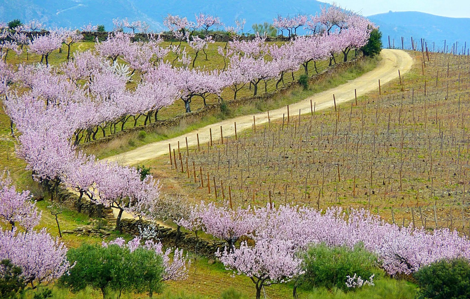 Amendoeiras em Flor