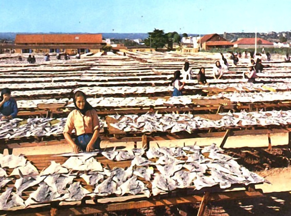 A História da Heroica Pesca do Bacalhau