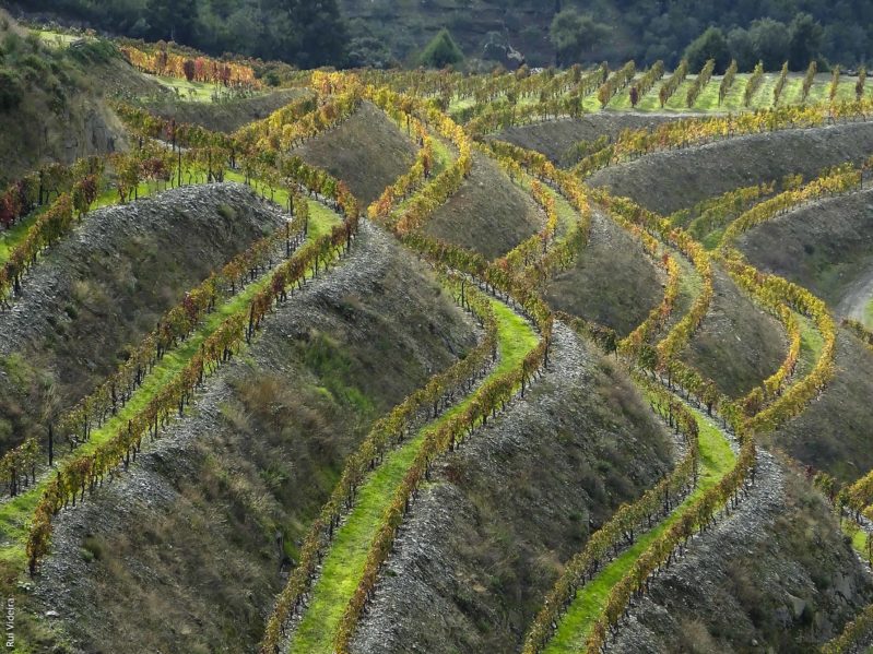Vinho do Porto: 12 curiosidades que vai gostar de conhecer Vinho do Porto: 12 curiosidades que vai gostar de conhecer