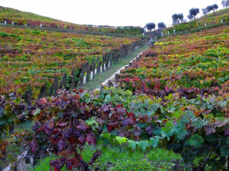 Vinho do Porto: 12 curiosidades que vai gostar de conhecer Vinho do Porto: 12 curiosidades que vai gostar de conhecer
