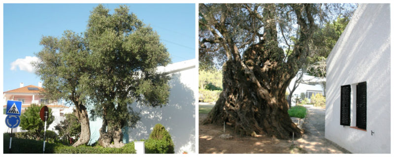 Três árvores portuguesas entre as mais antigas do mundo