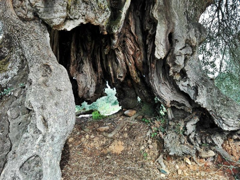 3 árvores portuguesas que são das mais antigas do mundo