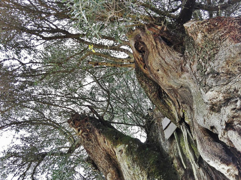 Três árvores portuguesas entre as mais antigas do mundo