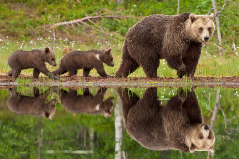 Sabia que existiram ursos pardos em Portugal?