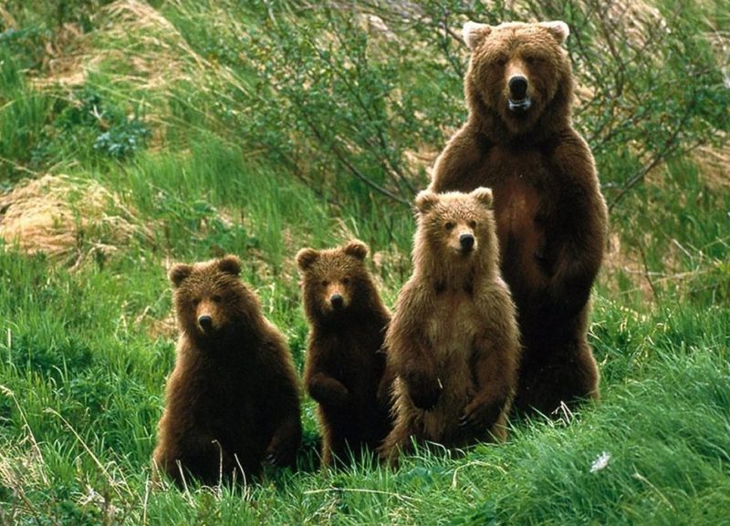 Sabia que existiram ursos pardos em Portugal?