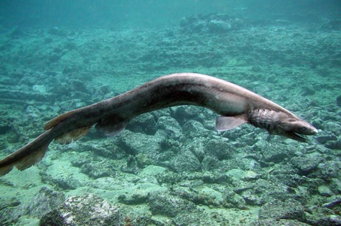 Tubarão "pré-histórico" raro capturado vivo em Portugal