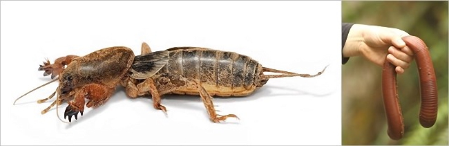 A assustadora natureza da Austrália Medo e morte: a assustadora natureza da Austrália