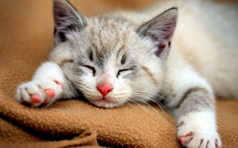 Saiba a forma correta de calcular a idade "humana" do seu gato gato