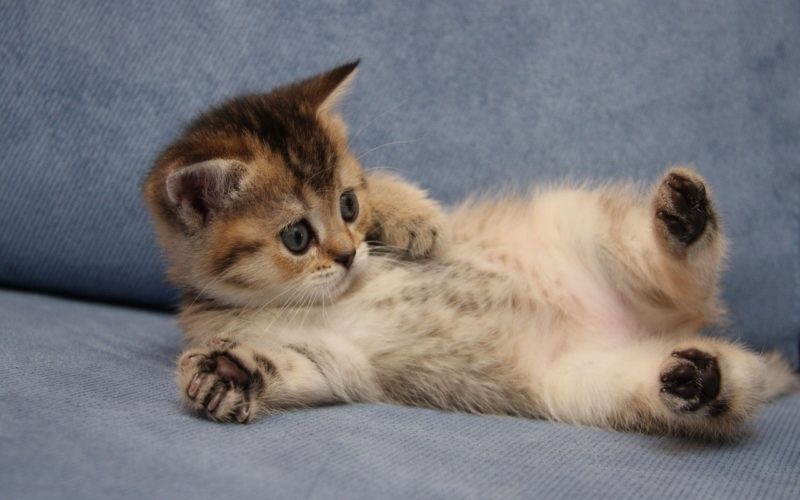 Saiba a forma correta de calcular a idade "humana" do seu gato gato