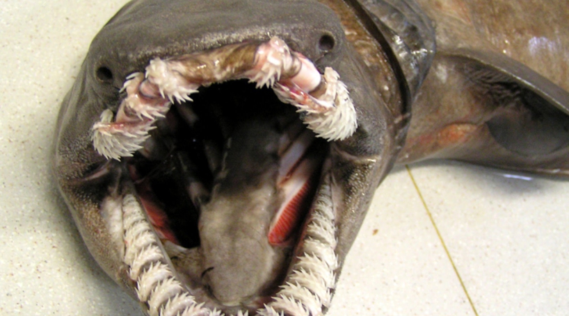 Tubarão 'pré-histórico' raro capturado vivo em Portugal