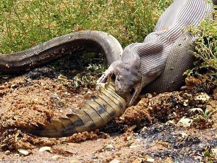 A assustadora natureza da Austrália Medo e morte: a assustadora natureza da Austrália