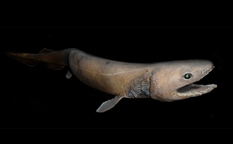 Tubarão "pré-histórico" raro capturado vivo em Portugal