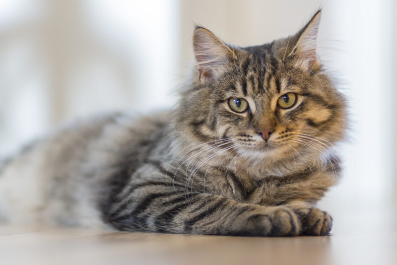 Saiba a forma correta de calcular a idade "humana" do seu gato gato
