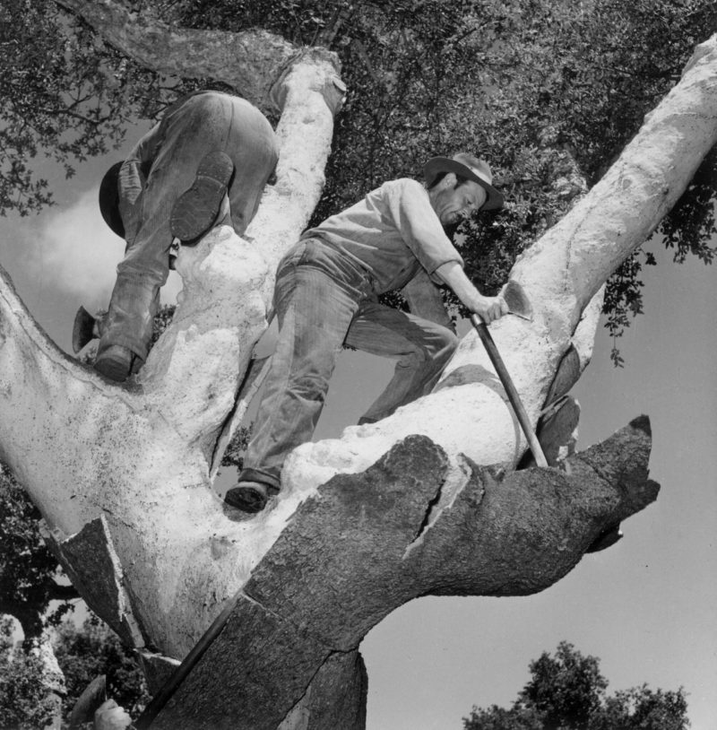 45 fotos de Portugal no século passado 45 fotos de Portugal no século passado