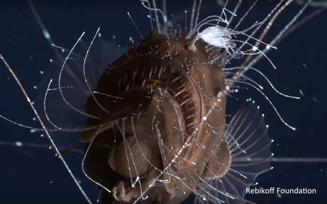 Criatura nunca antes vista filmada em Portugal