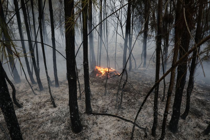 Grande incêndio do Pinhal de Leiria terá sido planeado secretamente entre madeireiros