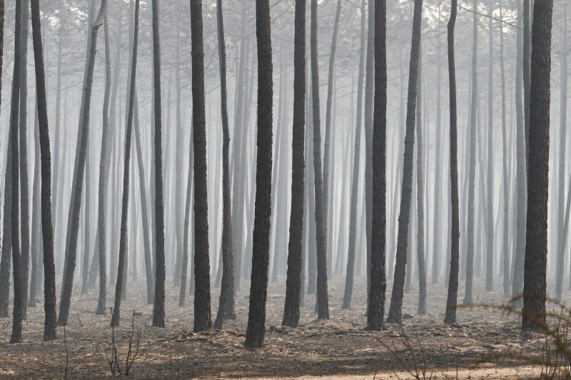 Grande incêndio do Pinhal de Leiria terá sido planeado secretamente entre madeireiros