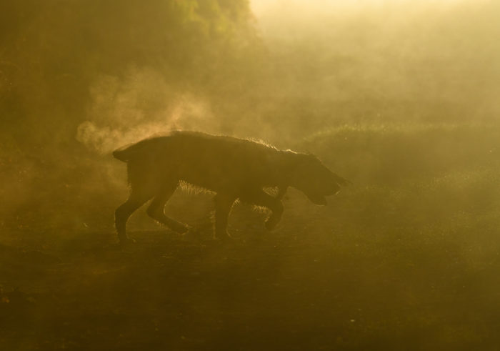 Portuguesa entre os melhores fotógrafos de cães em 2018