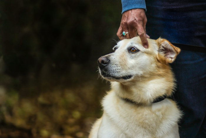 Portuguesa entre os melhores fotógrafos de cães em 2018