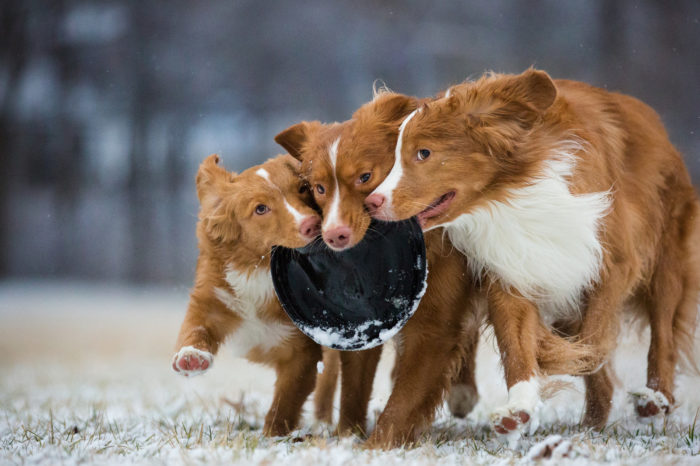 Portuguesa entre os melhores fotógrafos de cães em 2018