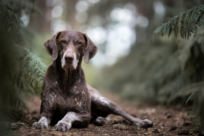 Portuguesa entre os melhores fotógrafos de cães em 2018