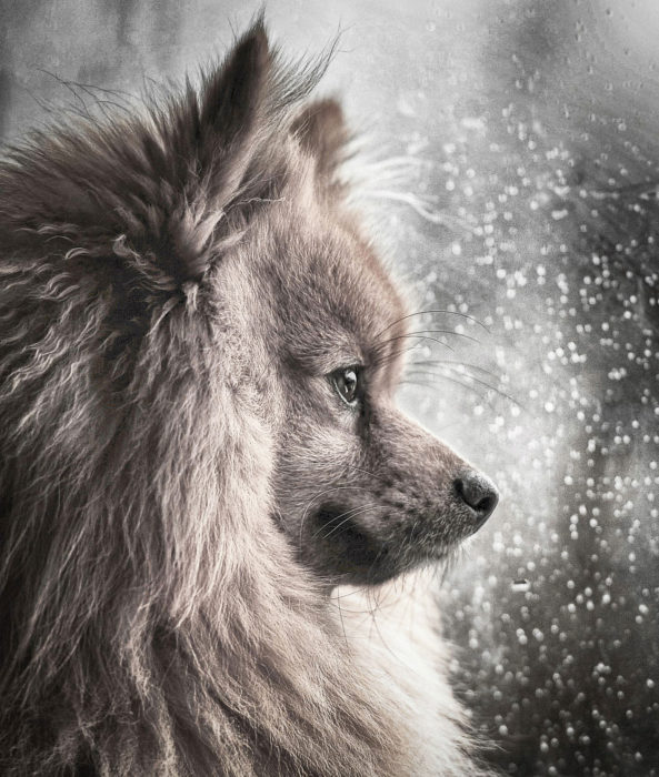 Portuguesa entre os melhores fotógrafos de cães em 2018