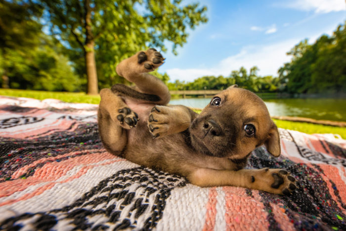 Portuguesa entre os melhores fotógrafos de cães em 2018
