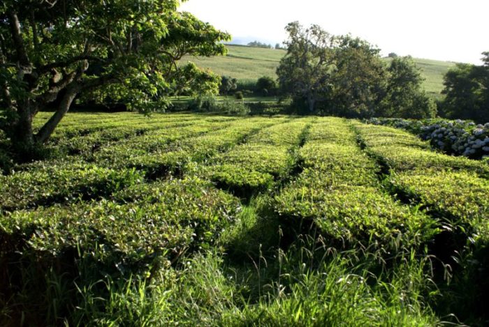 Descoberta no chá dos Açores substância que combate Parkinson e Alzheimer