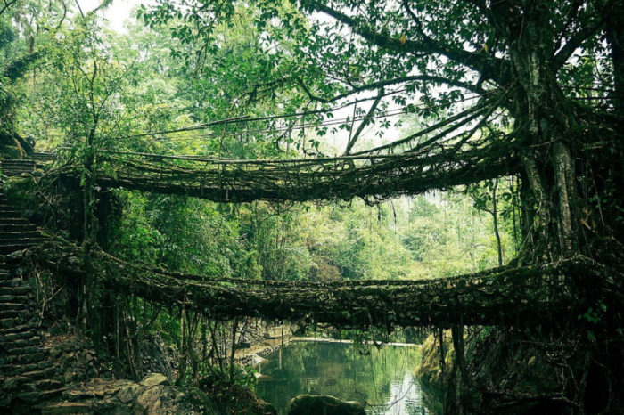 Ponte de cipós, na Índia