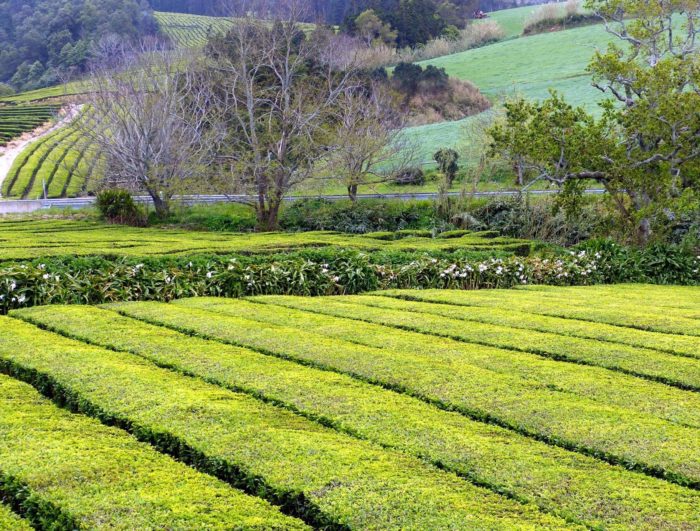Descoberta no chá dos Açores substância que combate Parkinson e Alzheimer