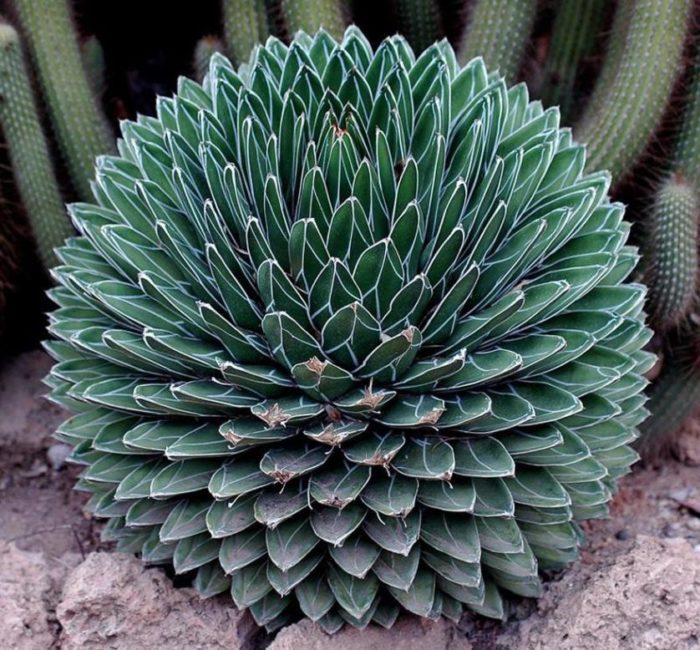 25 fotos fascinantes da geometria da natureza Agave azul