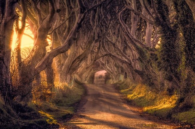Viagem a 25 locais fantásticos para visitar uma vez na vida Dark Hedges, Reino Unido