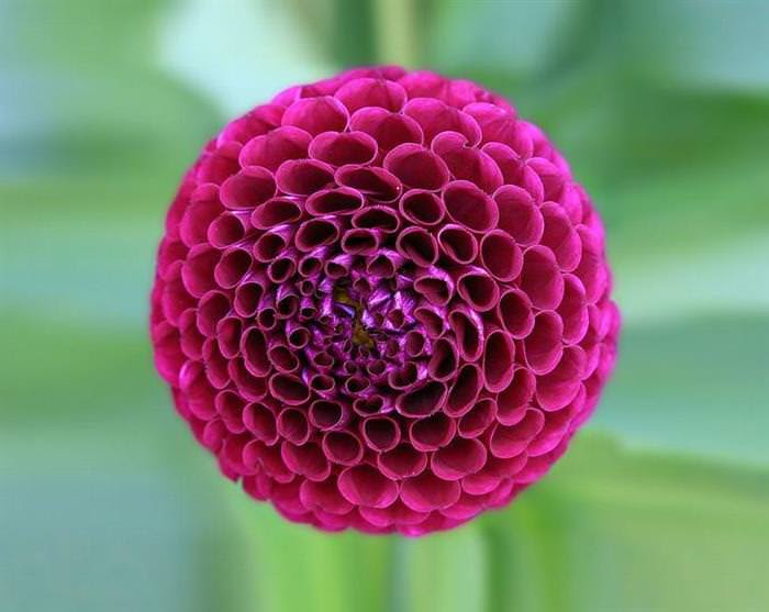 25 fotos fascinantes da geometria da natureza - A incrível geometria da natureza