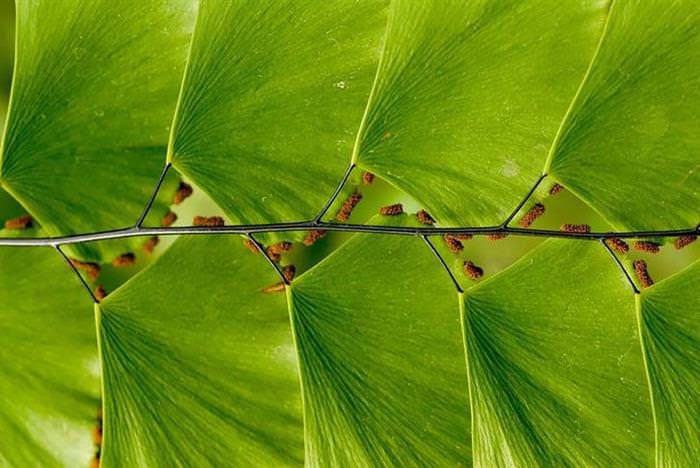 Folhas simétricas